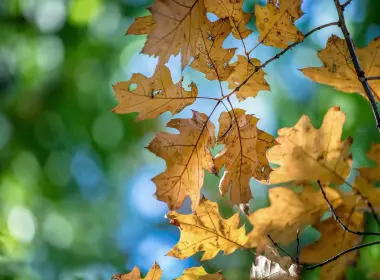 黄叶、枫树、博克、摄影、秋天、秋天 2560x1600
