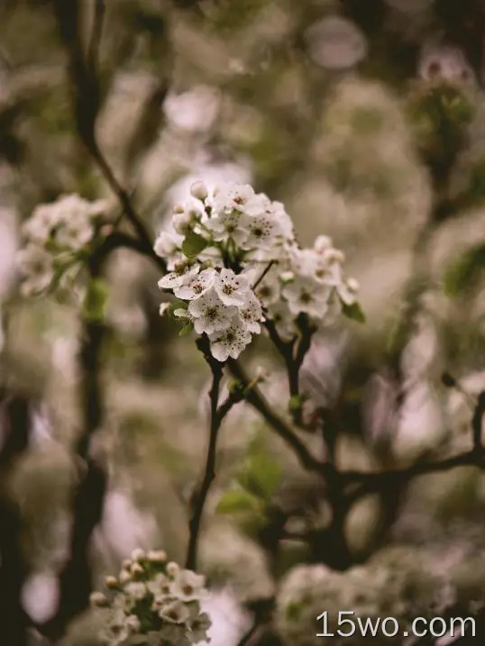 白花、花朵、树枝、摄影、模糊、盛开、春天