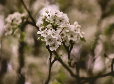 白花、花朵、树枝、摄影、模糊、盛开、春天 3622x4830