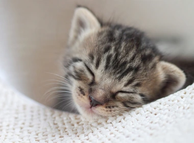 可爱的小猫，婴儿，睡眠 1920x1200