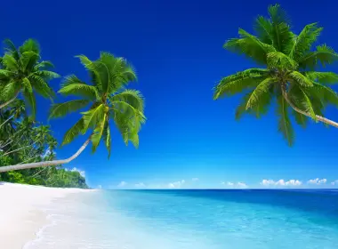 棕榈树、岛屿、干净的海洋、海滩 5120x3200