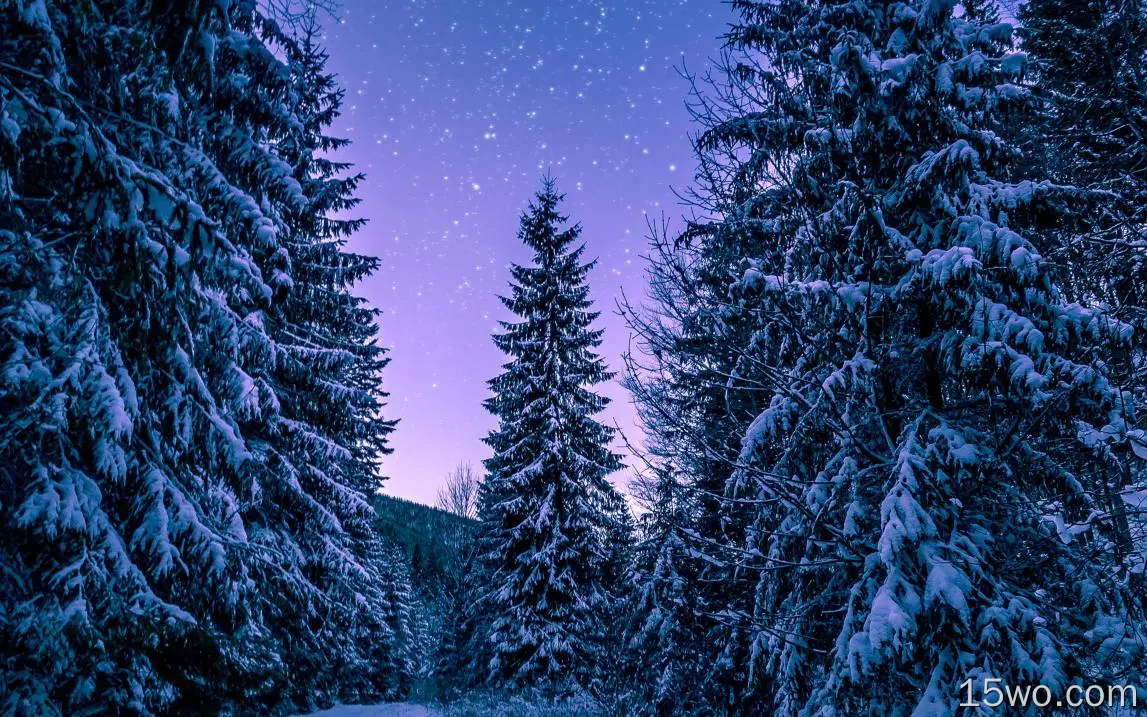nx97雪冬木路夜间自然
