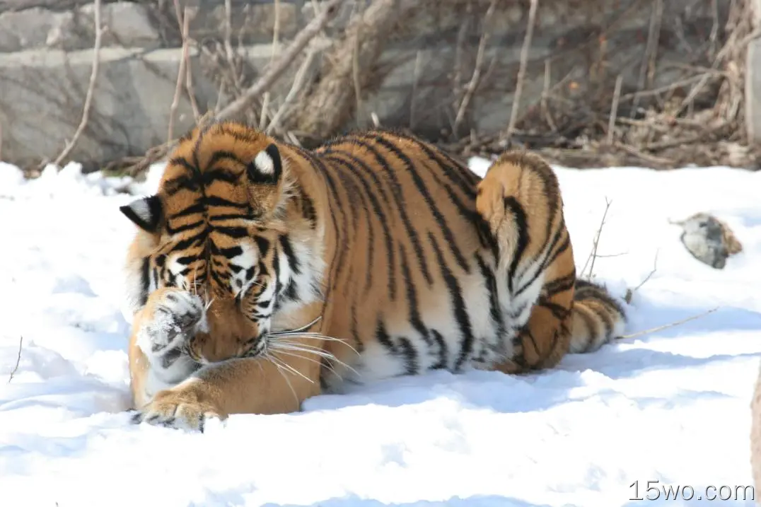 动物 老虎 猫 Snow Big Cat Wildlife Amur Tiger 高清壁纸