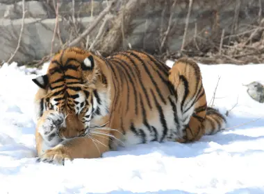 动物 老虎 猫 Snow Big Cat Wildlife Amur Tiger 高清壁纸 3456x2304