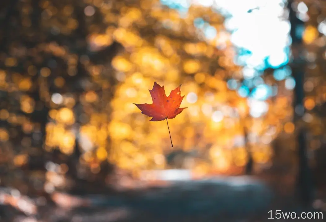 树叶、秋天、摄影、博克、枫树