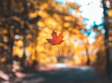 树叶、秋天、摄影、博克、枫树 5355x3648