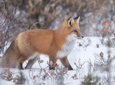 动物 狐狸 冬季 Wildlife 高清壁纸 3200x2400