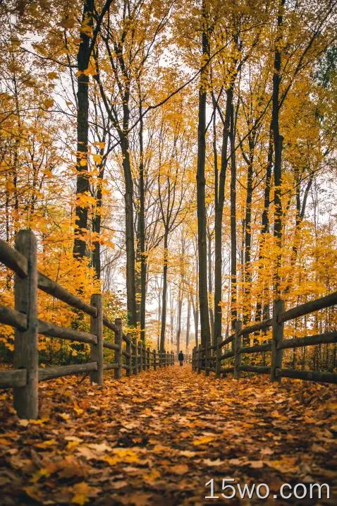 秋天，秋天，篱笆，小路，树木