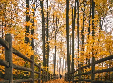 秋天，秋天，篱笆，小路，树木 4480x6720