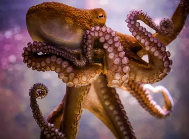 动物 Octopus 高清壁纸 2048x1365