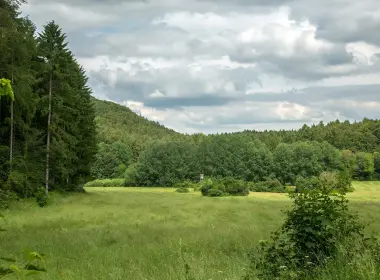 koenigstein，德国，田地，森林，树木 2880x1800