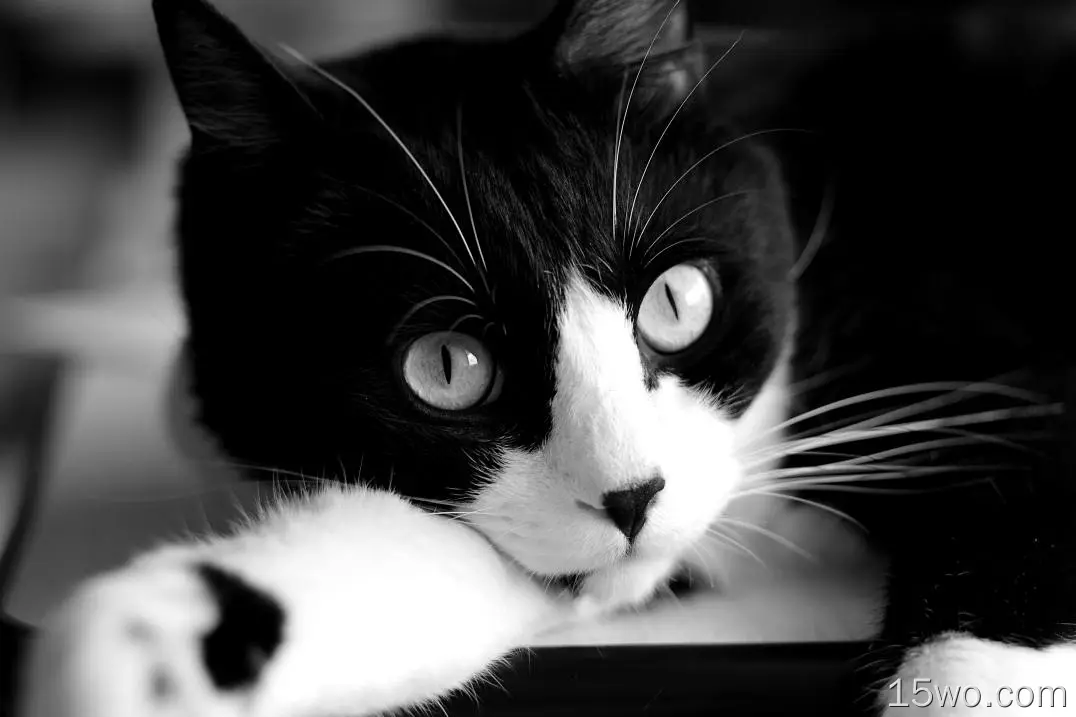 动物 猫 Pet Close-Up 黑白 高清壁纸