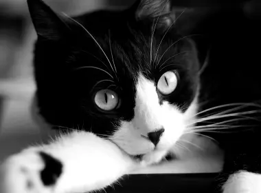 动物 猫 Pet Close-Up 黑白 高清壁纸 5916x3944