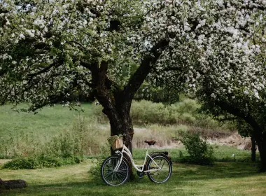 bicycle, tree, apple tree, bloom, flowers 5760x3840