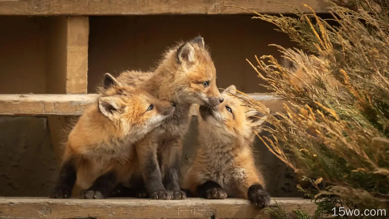 动物 狐狸 Baby Animal Wildlife Cub 高清壁纸