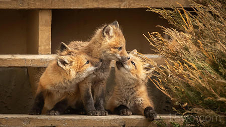 动物 狐狸 Baby Animal Wildlife Cub 高清壁纸 4095x2309