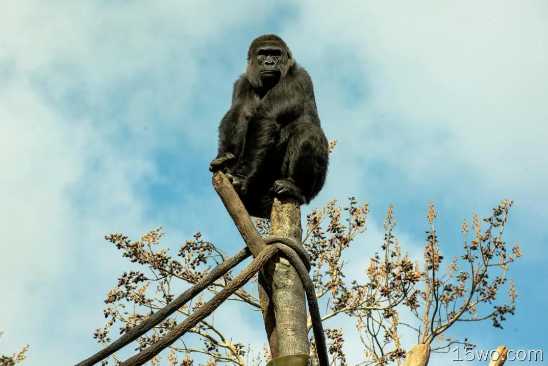 动物 大猩猩 猴子 Ape Zoo Primate 高清壁纸