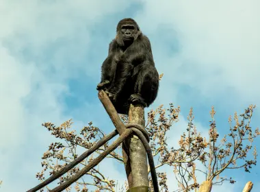 动物 大猩猩 猴子 Ape Zoo Primate 高清壁纸 6016x4016