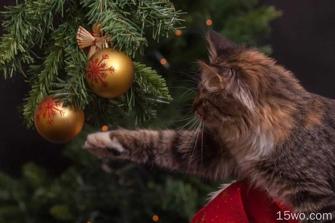 动物 猫 Christmas Ornaments 高清壁纸