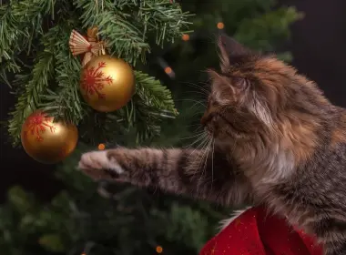 动物 猫 Christmas Ornaments 高清壁纸 3000x2000
