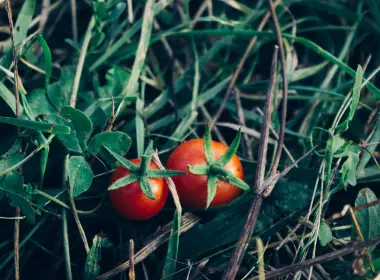 西红柿、小枝、叶子 5184x3456