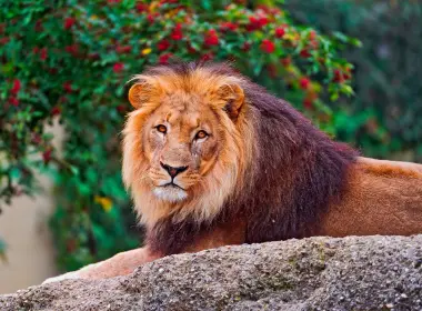 狮子、躺着的、皮毛、食肉动物、大猫 3931x2621