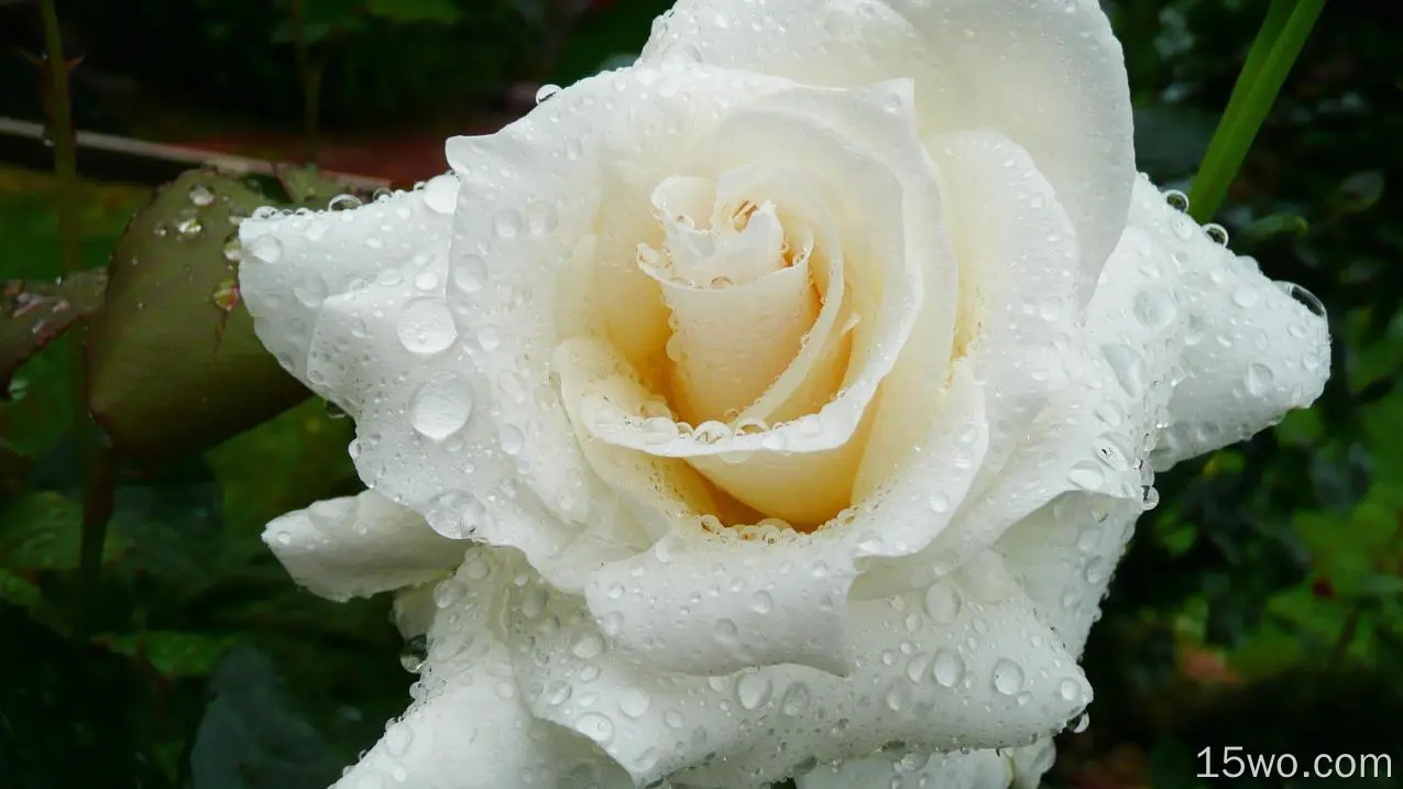 一朵白色玫瑰