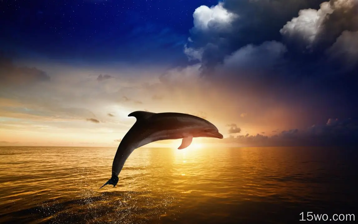 动物 海豚 高清壁纸