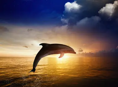 动物 海豚 高清壁纸 2560x1600