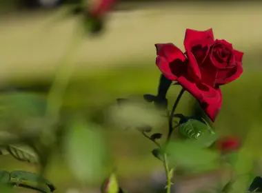 红玫瑰，花瓣，特写，模糊 5928x3956