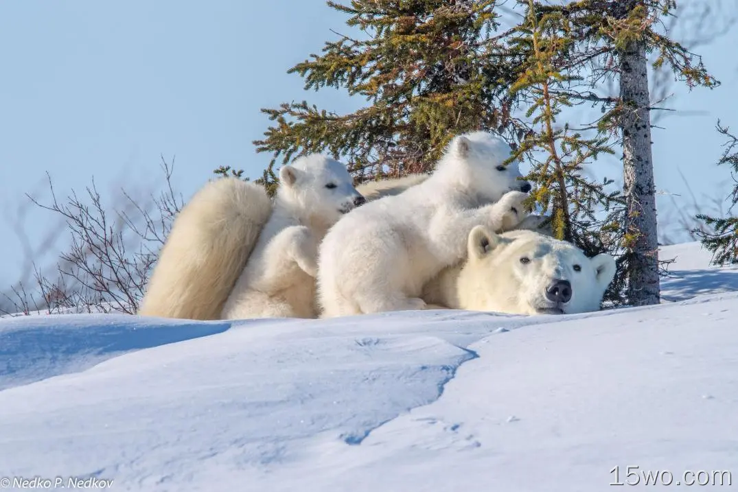 动物 北极熊 熊 Wildlife predator Baby Animal Cub Snow 高清壁纸
