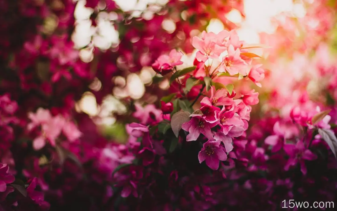粉红色的花，波基，花瓣，美丽，春天