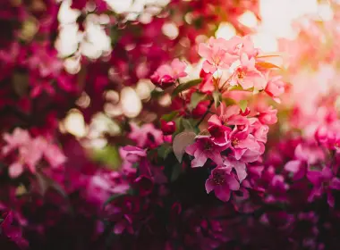 粉红色的花，波基，花瓣，美丽，春天 2560x1600