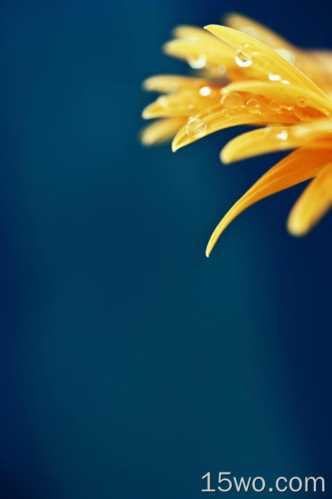 黄花、水滴、巨花、花瓣