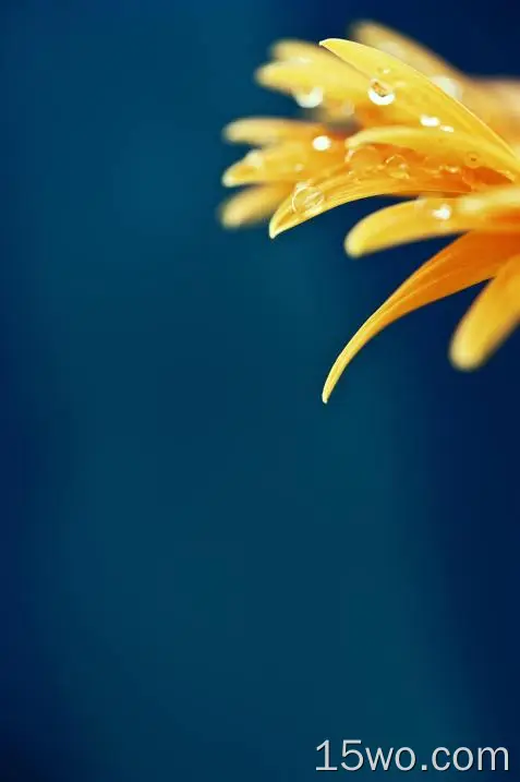 黄花、水滴、巨花、花瓣