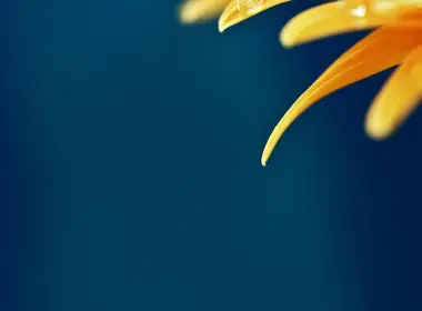 黄花、水滴、巨花、花瓣 2832x4256