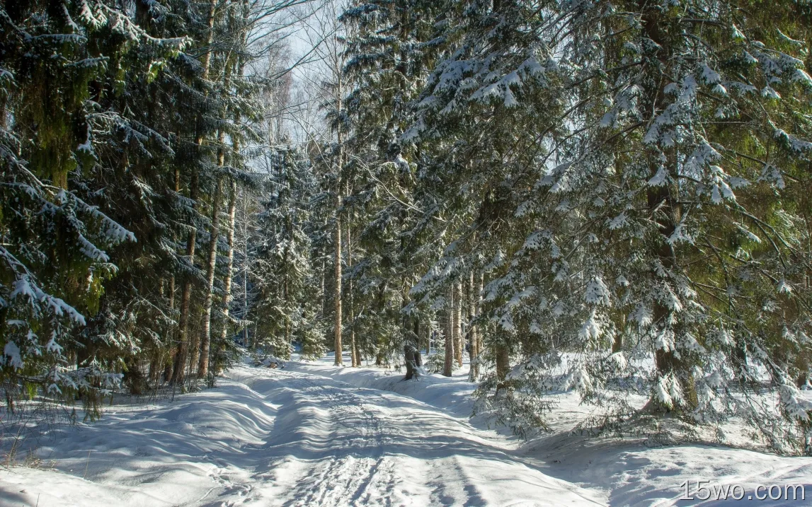 冬天、森林、雪、小路、道路、树木