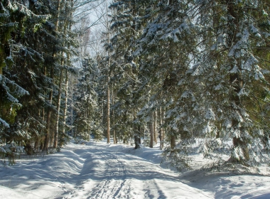 冬天、森林、雪、小路、道路、树木 2560x1600