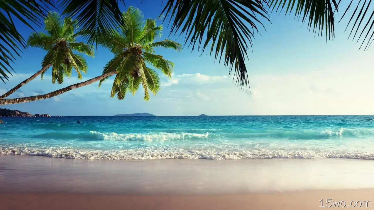 海滩 椰子 大海