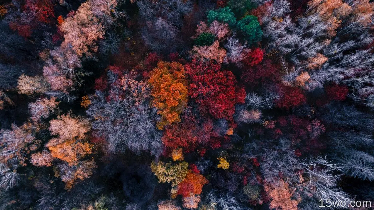 秋天、森林、鸟瞰图