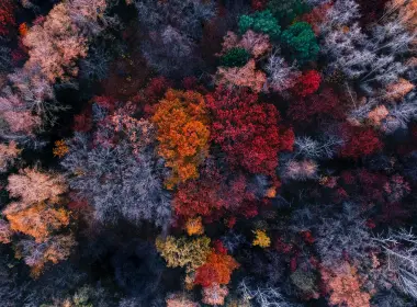 秋天、森林、鸟瞰图 5120x2880