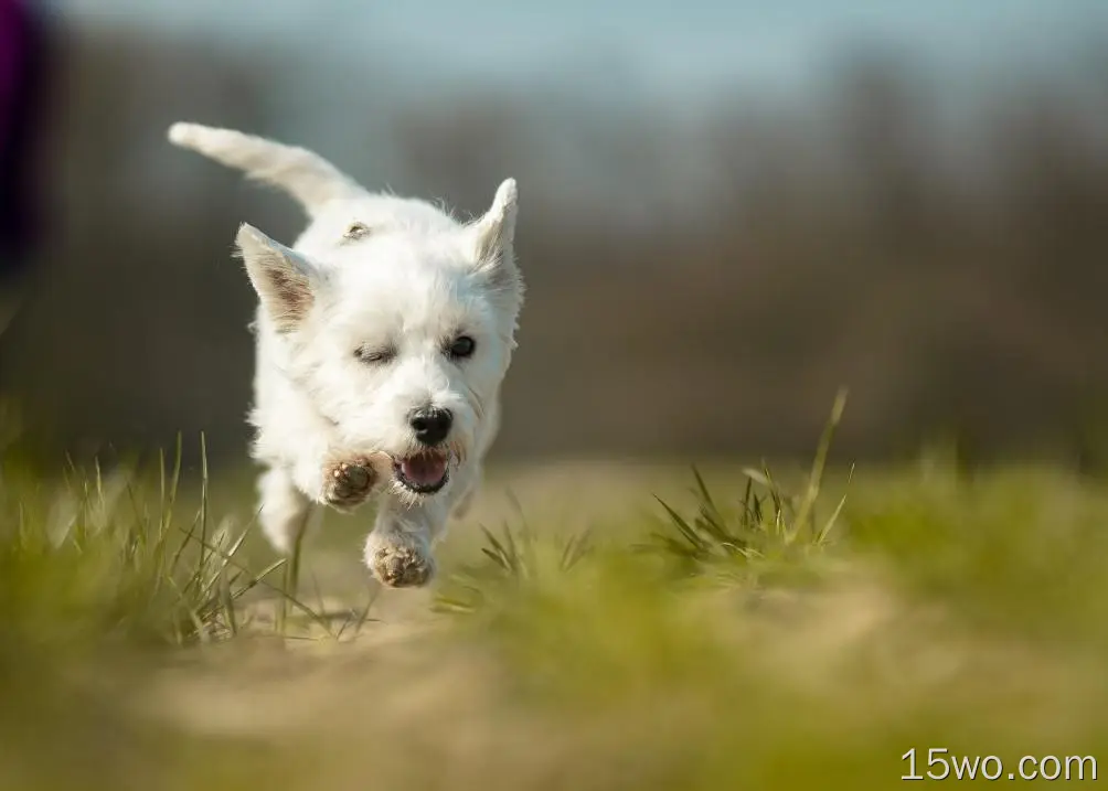 动物 West Highland White Terrier 狗 Pet 高清壁纸