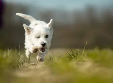 动物 West Highland White Terrier 狗 Pet 高清壁纸 3072x2194