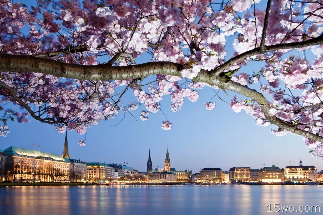 粉红色的花，开花，德国，汉堡，建筑，河流