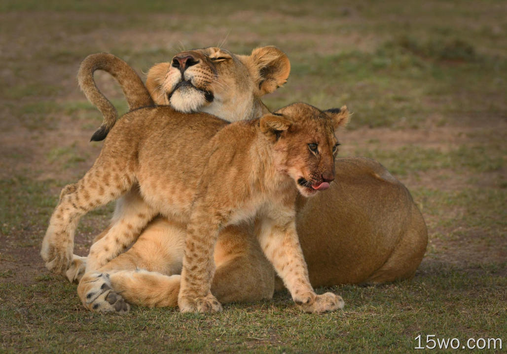 动物 狮子 猫 Wildlife Big Cat predator Baby Animal Cub Maasai Mara National Reserve Kenya 高清壁纸