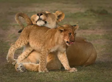 动物 狮子 猫 Wildlife Big Cat predator Baby Animal Cub Maasai Mara National Reserve Kenya 高清壁纸 3987x2780