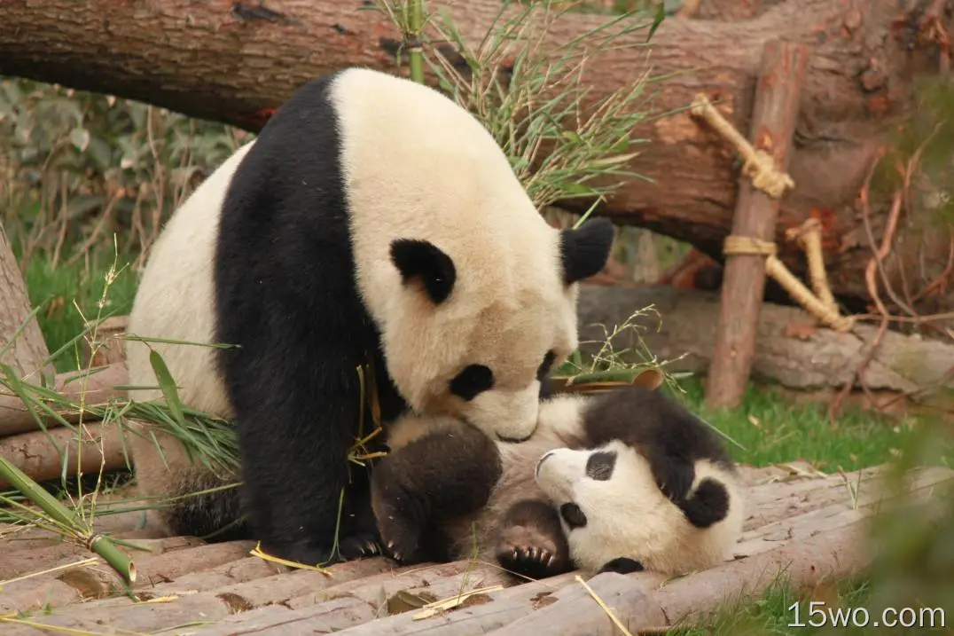 熊猫，家人，可爱，好玩