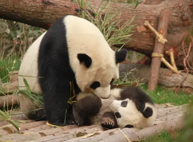 熊猫，家人，可爱，好玩 4752x3168