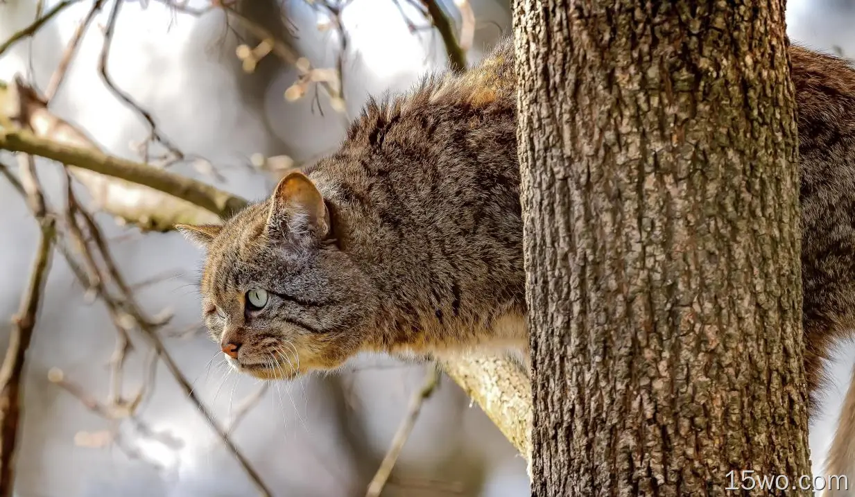 动物 Wildcat Wildlife 猫 高清壁纸