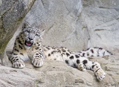 动物 雪豹 猫 岩石 高清壁纸 2560x1700